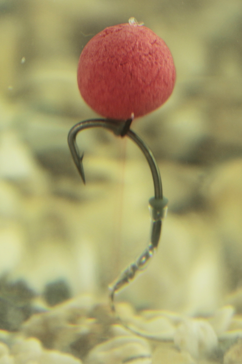 carp rig pop-up boilies