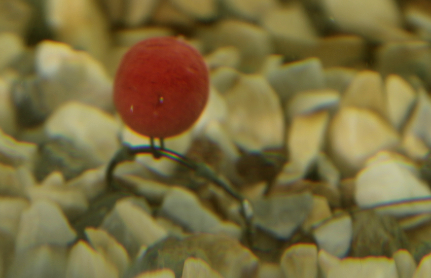 carp rig pop-up boilies